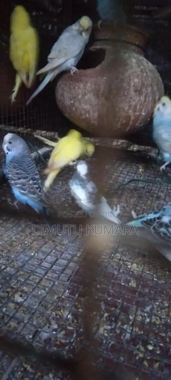 Spangal Love