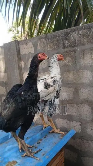 Farm Hens
