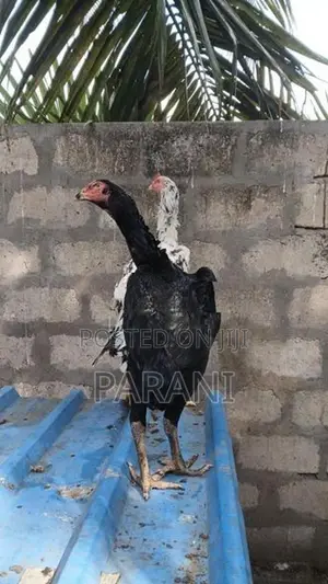 Farm Hens