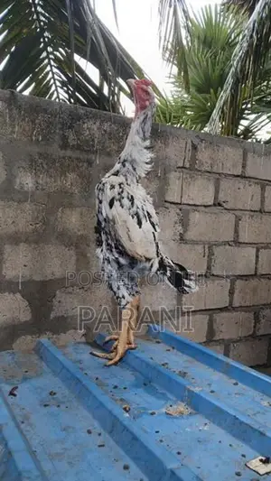 Farm Hens