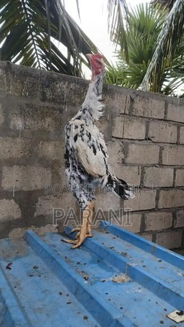 Farm Hens
