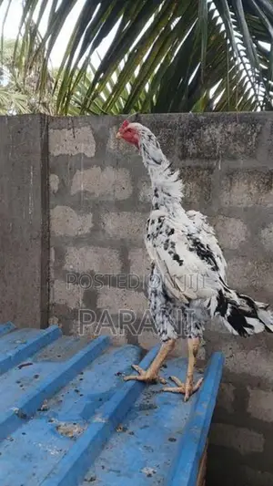 Farm Hens