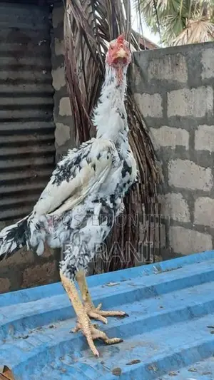 Farm Hens