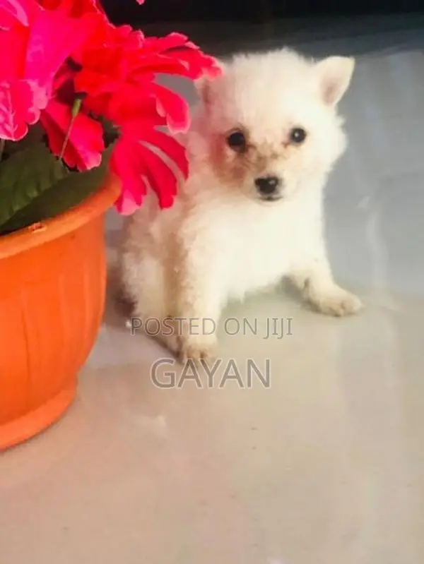 Lion Pomeranian Puppy