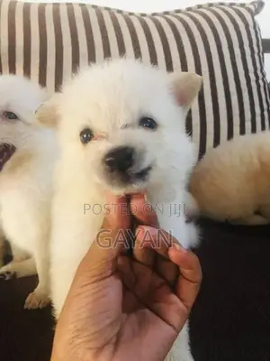 Lion Pomeranian Puppy