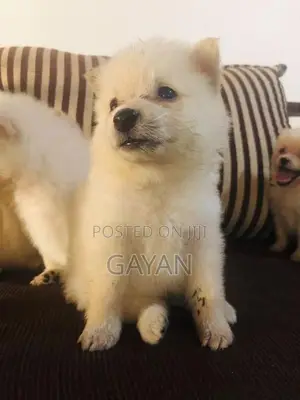 Lion Pomeranian Puppy