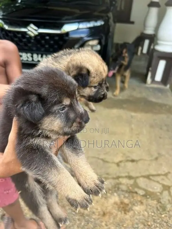 Lion Shepherd Puppies