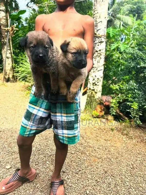 Lion Shepherd Puppies