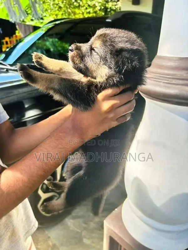 Lion Shepherd Puppies