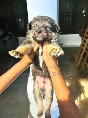 Lion Shepherd Puppies