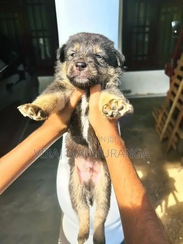 Lion Shepherd Puppies