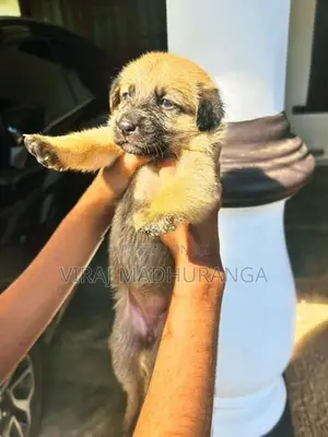 Lion Shepherd Puppies