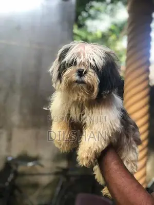 Shitzu Puppy