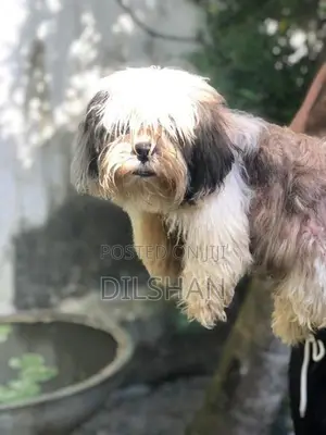 Shitzu Puppy