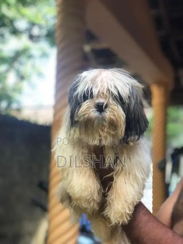 Shitzu Puppy