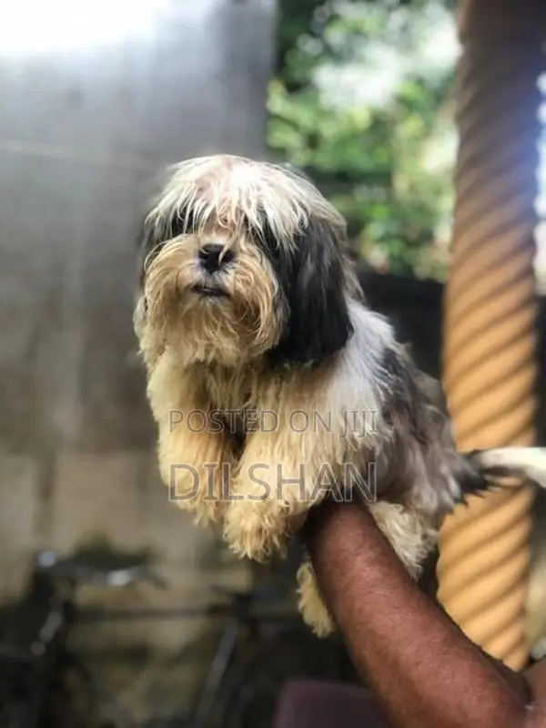 Shitzu Puppy