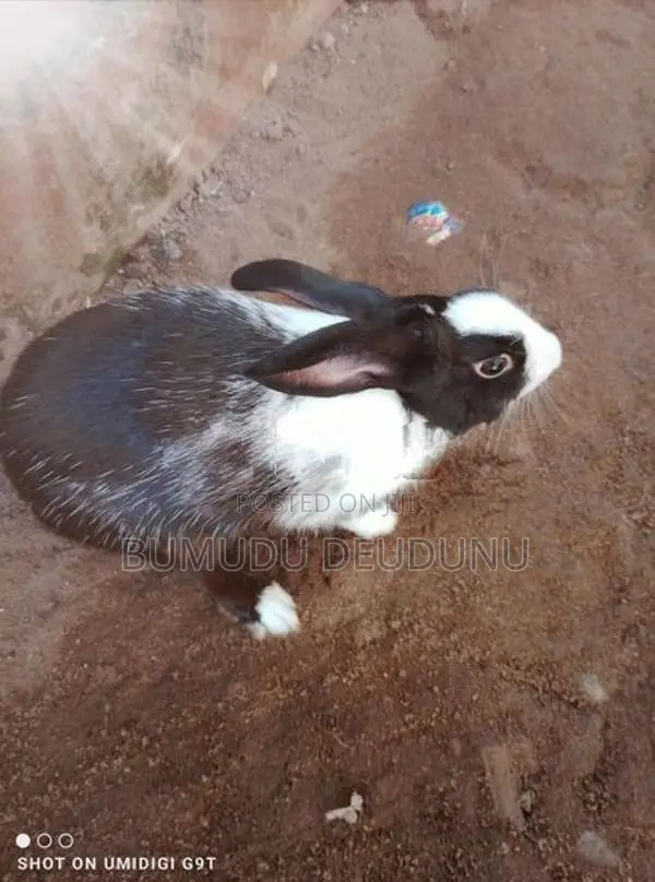 සුරතල් හාවන්