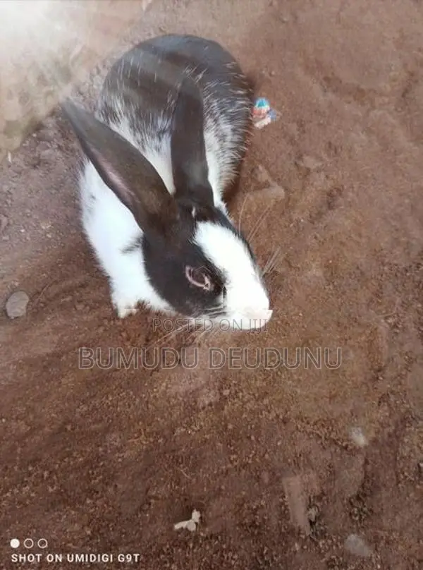 සුරතල් හාවන්