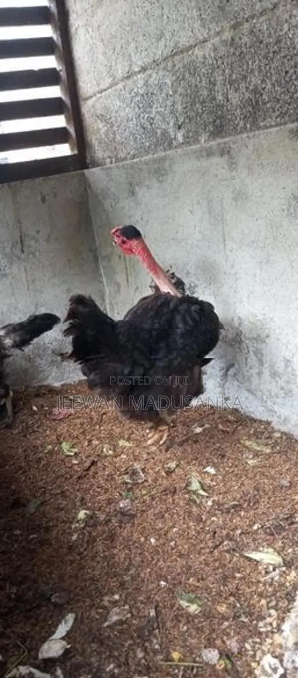 ගම් කිකිලියන්