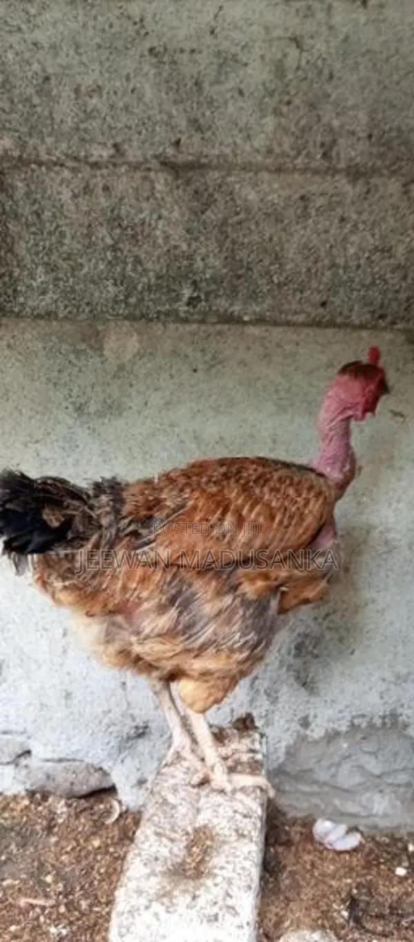 ගම් කිකිලියන්