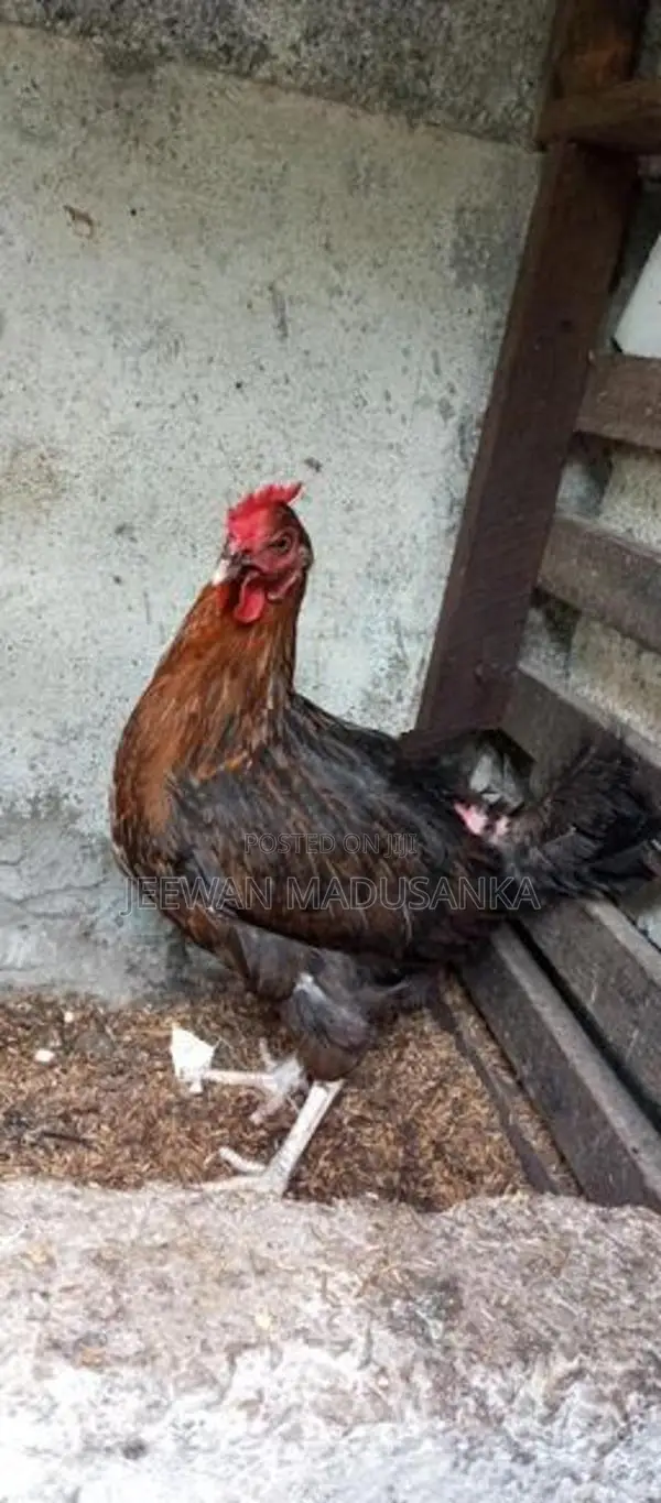 ගම් කිකිලියන්