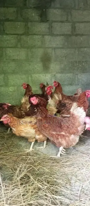ගම් කිකිලියන්