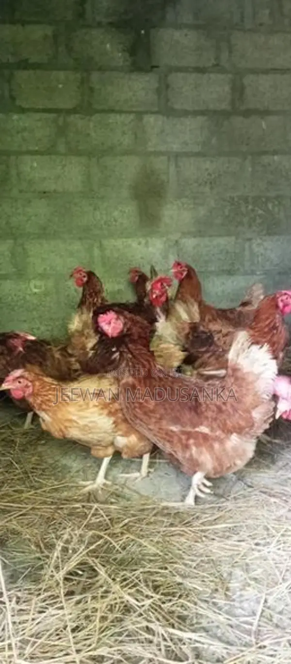 ගම් කිකිලියන්
