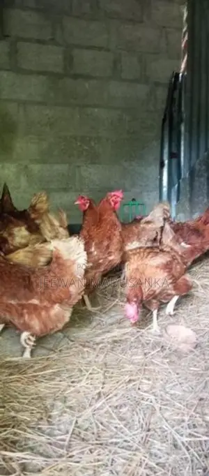 ගම් කිකිලියන්
