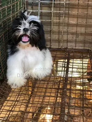 Shitzu Puppies
