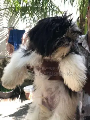 Shitzu Puppies