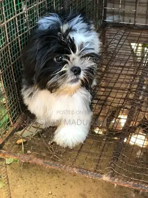 Shitzu Puppies
