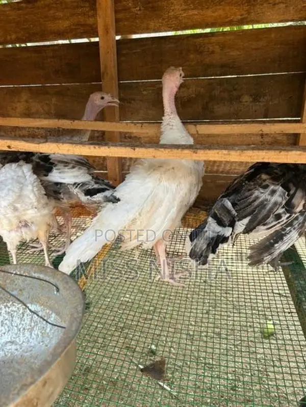 வான்கோழி - Poultry