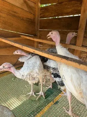 வான்கோழி - Poultry