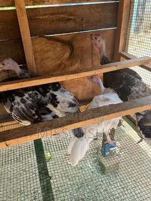 வான்கோழி - Poultry