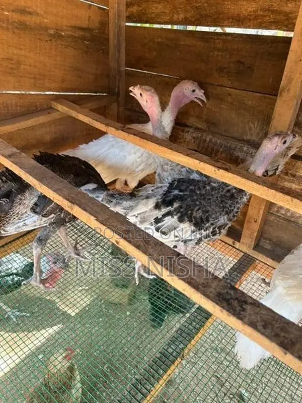 வான்கோழி - Poultry