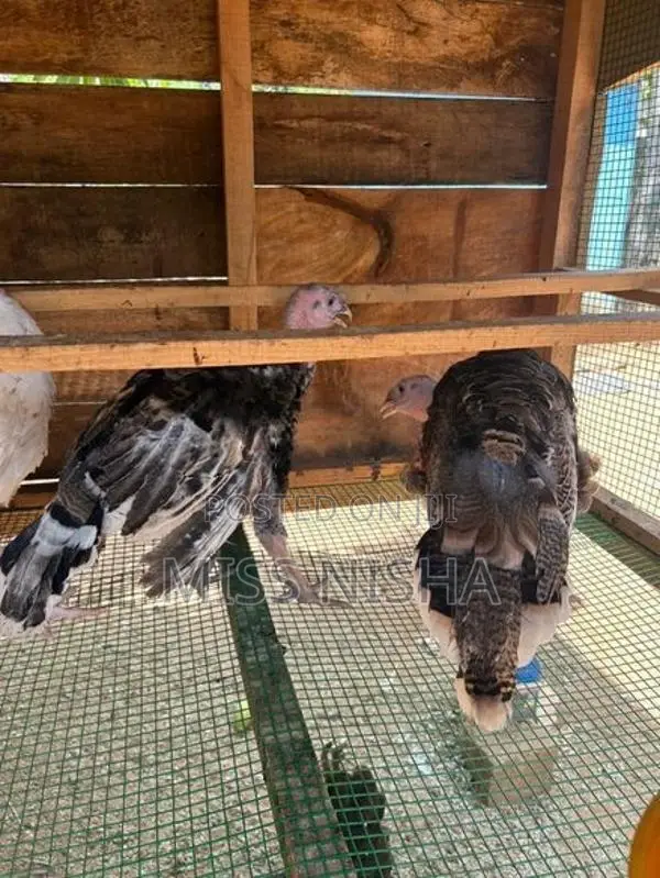 வான்கோழி - Poultry