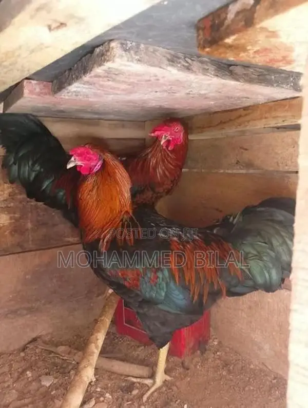 Rooster