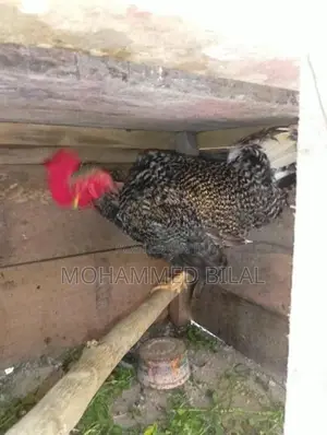 Rooster