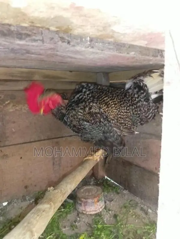 Rooster