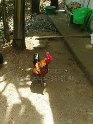 Rooster