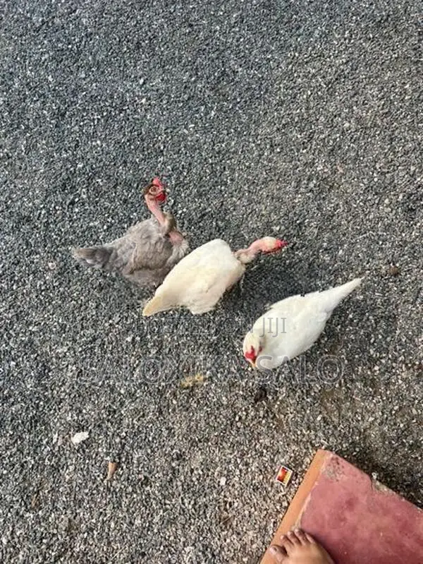 கோழி சேவல்