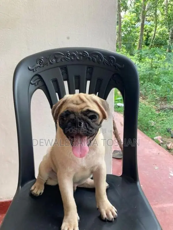 Pug Puppy