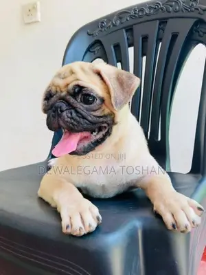 Pug Puppy