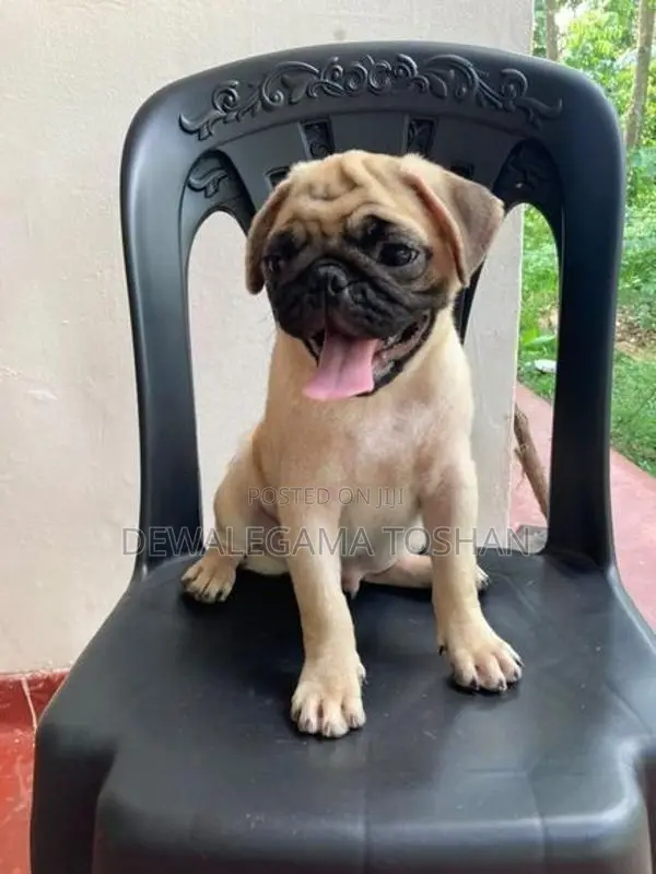 Pug Puppy