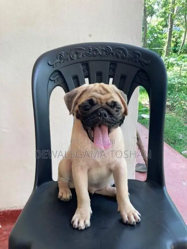 Pug Puppy