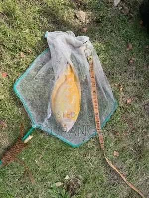 Oscar Fish