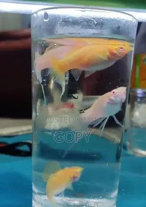 Red Eye Albino C Tail Molly