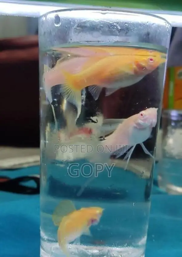 Red Eye Albino C Tail Molly