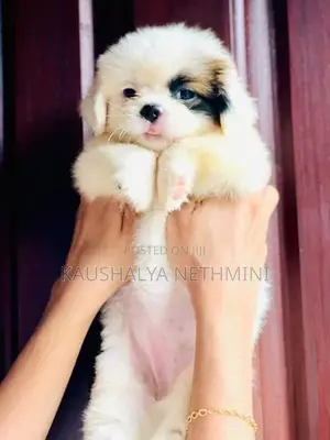 Shih Tzu