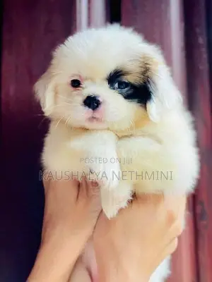Shih Tzu